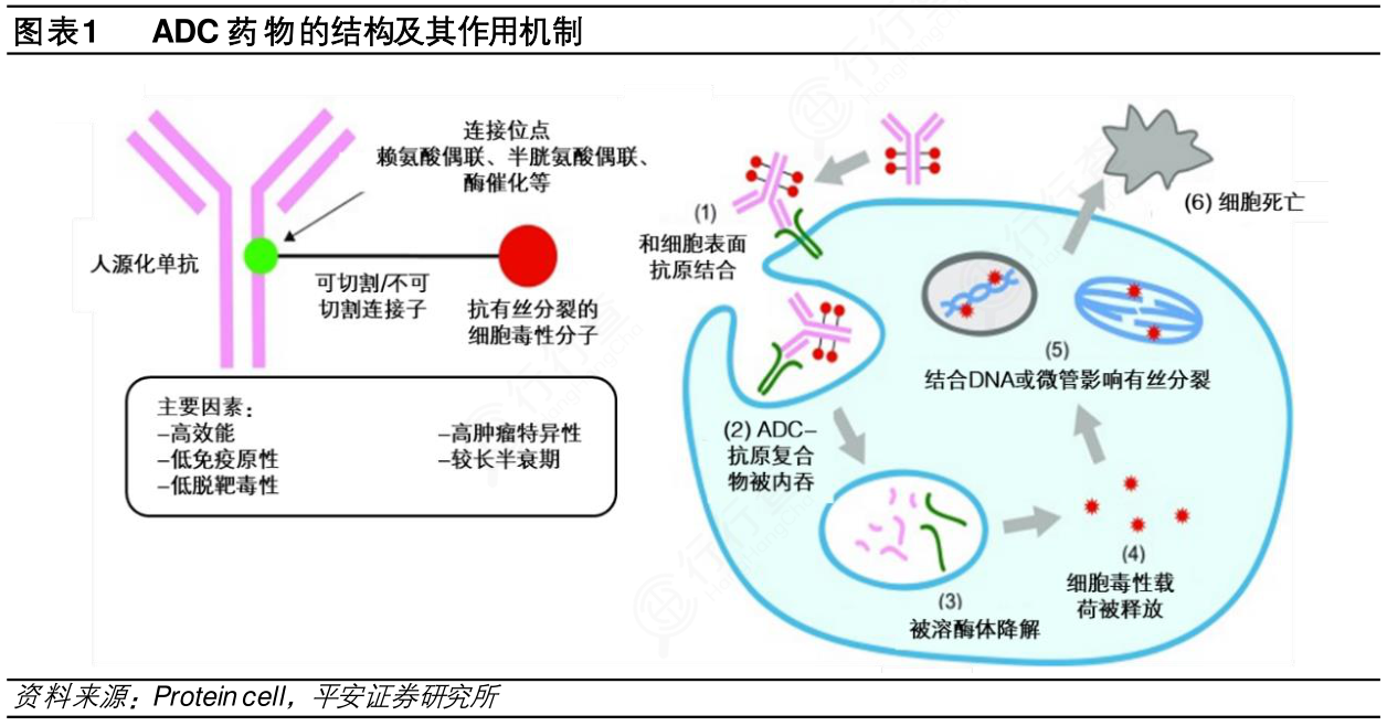 想请教下各位ADC药物的结构及其作用机制的特点_行行查_行业研究数据库
