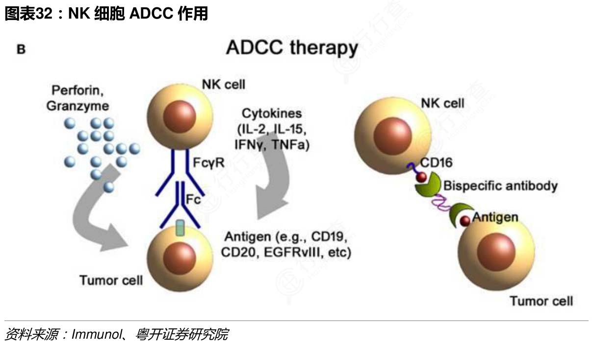 你知道NK细胞ADCC作用的答案_行行查_行业研究数据库