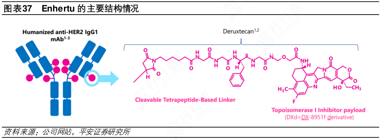 我想了解一下Enhertu的主要结构情况实际的情况_行行查_行业研究数据库