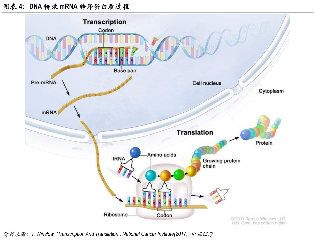 你知道DNA转录mRNA转译蛋白质过程的答案_行行查_行业研究数据库